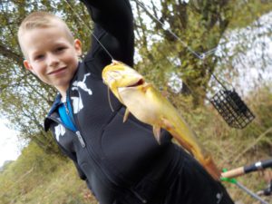 Poisson-chat au feeder